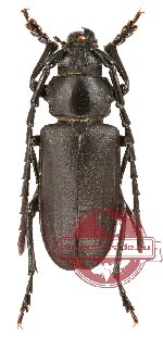 Dorysthenes zivetta ssp. laosensis