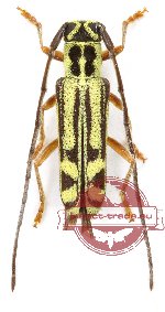 Epiglenea comes amoena