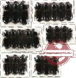 Scientific lot no. 21 Passalidae (23 pcs)