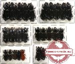 Scientific lot no. 6 Passalidae (26 pcs)