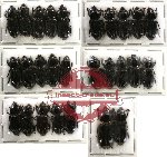 Scientific lot no. 8 Passalidae (27 pcs)