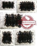 Scientific lot no. 12 Passalidae (16 pcs - 3 pcs A2)