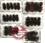 Scientific lot no. 13 Passalidae (22 pcs)