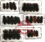 Scientific lot no. 14 Passalidae (27 pcs)