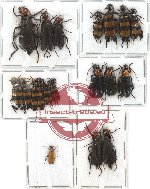 Scientific lot no. 10 Meloidae (19 pcs - 1 pc A2)