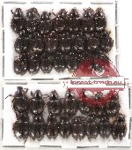 Hybosorinae Scientific lot no. 3 (36 pcs)