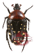 Homothyrea thoracica