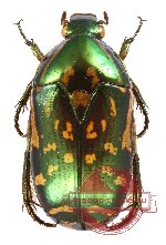 Poecilopharis uniformis Waterhouse, 1884