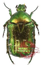 Cetonia (s.str.) aurata ssp. pallida