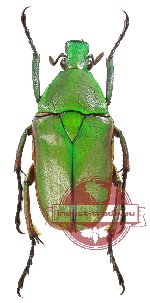Rhomborrhina (Pseudorhomborrhina) yunnana