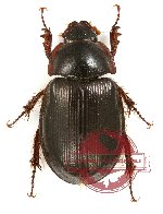 Hybosorinae sp. 4