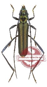 Callichromatini sp. 11