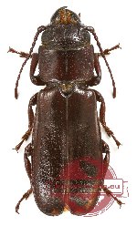 Analophus niger (A2)