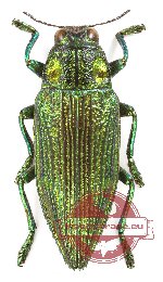 Chrysodema sp. 17