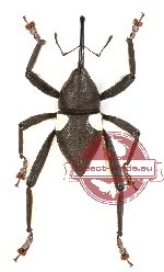 Curculionidae sp. 48