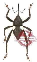 Curculionidae sp. 48 (A-)