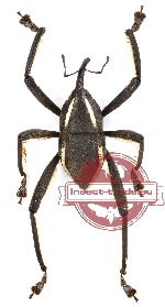 Curculionidae sp. 49