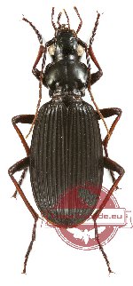 Pterostichus sp. 2