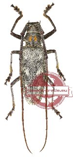 Batocera humeridens ssp.
