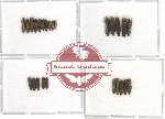 Scientific lot no. 8 (Agrilus) (25 pcs)