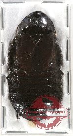 Blattodea sp. 36