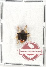 Pentatomidae sp. 12 (5 pcs A2)