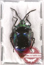 Scutellarinae sp. 20