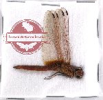 Trithemis aurora (unspread)