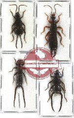 Scientific lot no. 12 Dermaptera (4 pcs)
