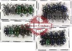 Scientific lot no. 59 Chrysomelidae (30 pcs)