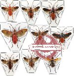 Scientific lot no. 58 Heteroptera (9 pcs)