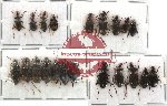 Scientific lot no. 57 Carabidae (21 pcs - 12 pcs A2)