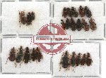 Scientific lot no. 59 Carabidae (24 pcs)