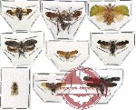 Scientific lot no. 9 Homoptera (9 pcs SPREAD)