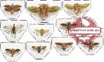 Scientific lot no. 13 Homoptera (10 pcs)