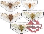Scientific lot no. 1 Cicadidae (5 pcs - 2pcs A2)