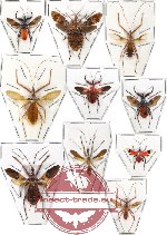 Scientific lot no. 51 Reduvidae (10 pcs - 3 pcs A-, 2 pcs A2)