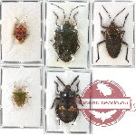 Scientific lot no. 57 Pentatomidae (5 pcs - 2 pcs A-)