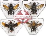 Scientific lot no. 47 Eumenidae (4 pcs)