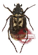 Chromovalgus peyroni