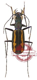 Callochroa bramani