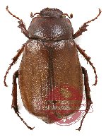 Melolonthinae sp. 16