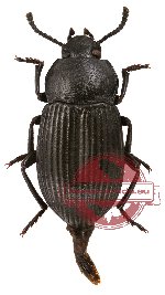 Tenebrionidae sp. 31