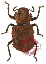 Tenebrionidae sp. 29
