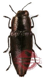 Sphenoptera andamanensis (3 pcs)