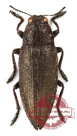 Chrysodema sp. 15