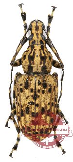 Meganthribus sp. 1