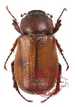 Melolonthinae sp. 15