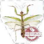 Mantidae sp. 12 (A-)
