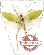 Orthoptera sp. 38 (A-)